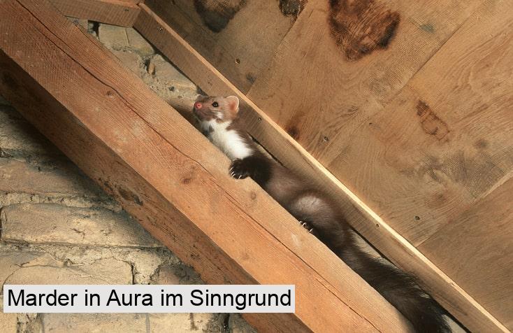 Marder in Aura im Sinngrund